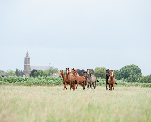 Foto door Equine MERC